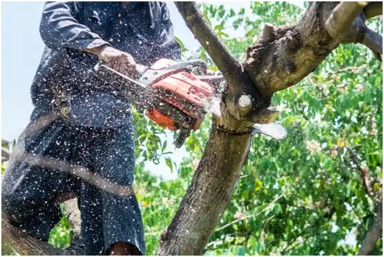 tree services Malvern